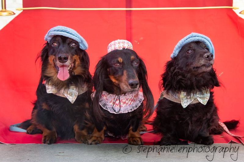 Three dachshunds in matching hats and bandanas pose together against a red background.