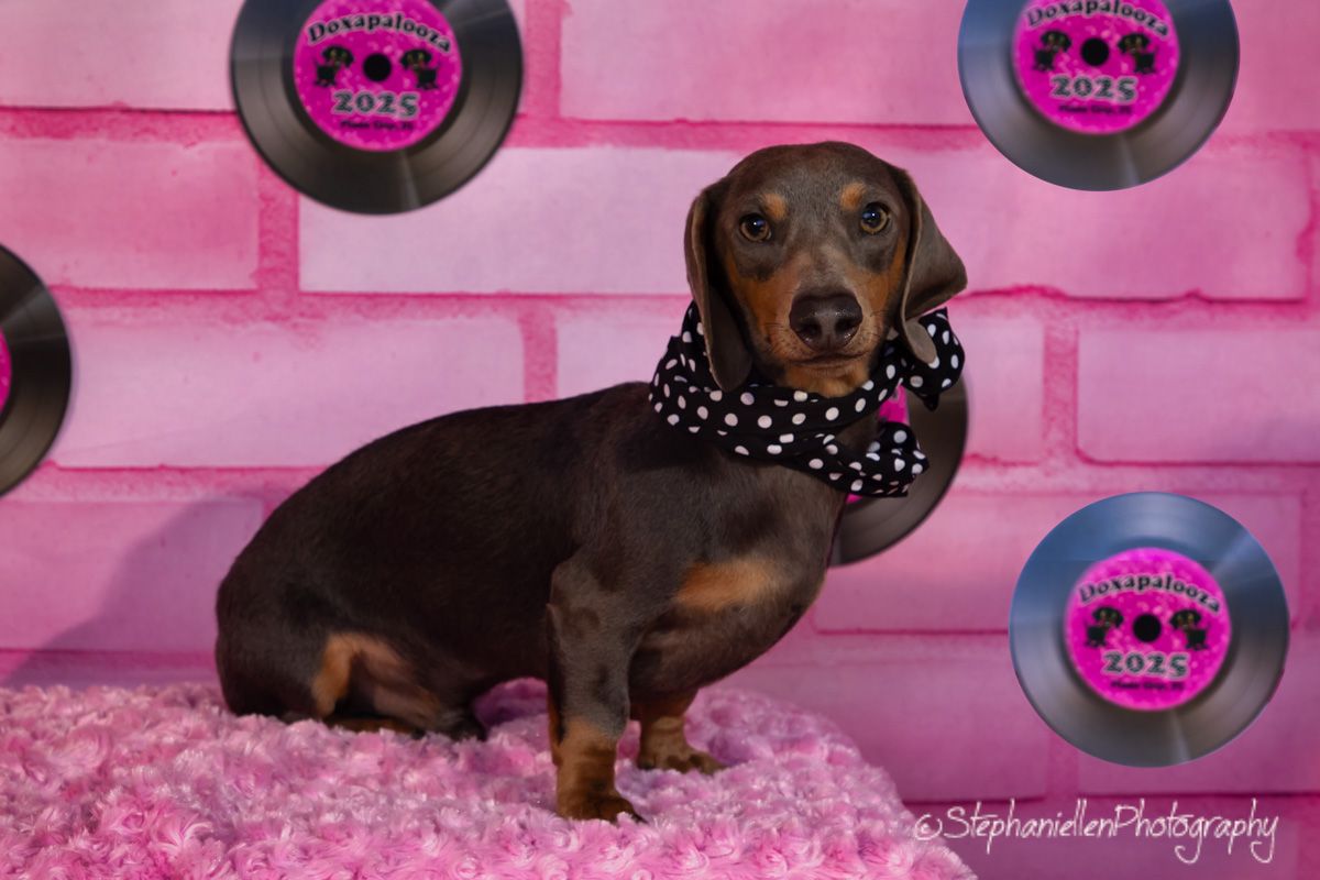 A black and tan dachshund wearing a polka dot bandana poses on pink fluff against a pink brick backdrop with vinyl records.