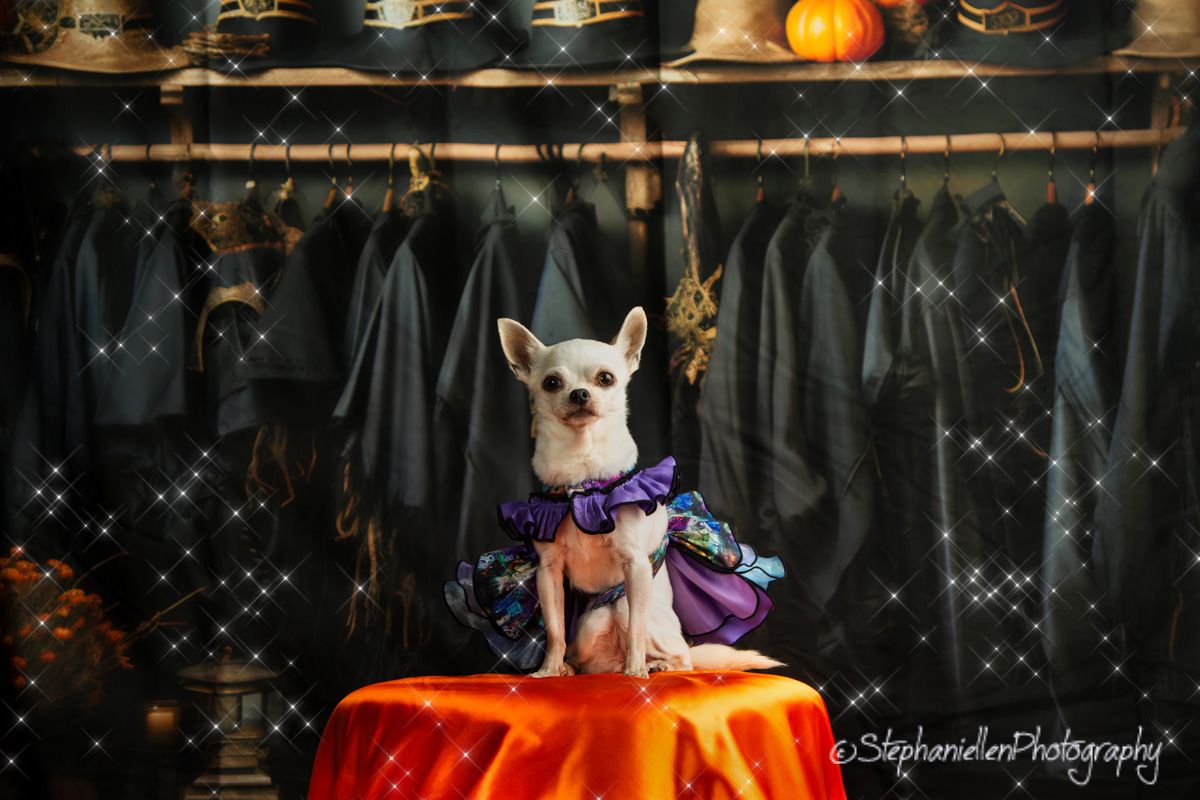 Chihuahua in a purple Halloween costume sits on an orange table.