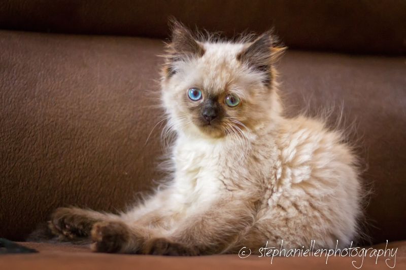 Fluffy blue-eyed Ragdoll kitten sitting on a brown couch.