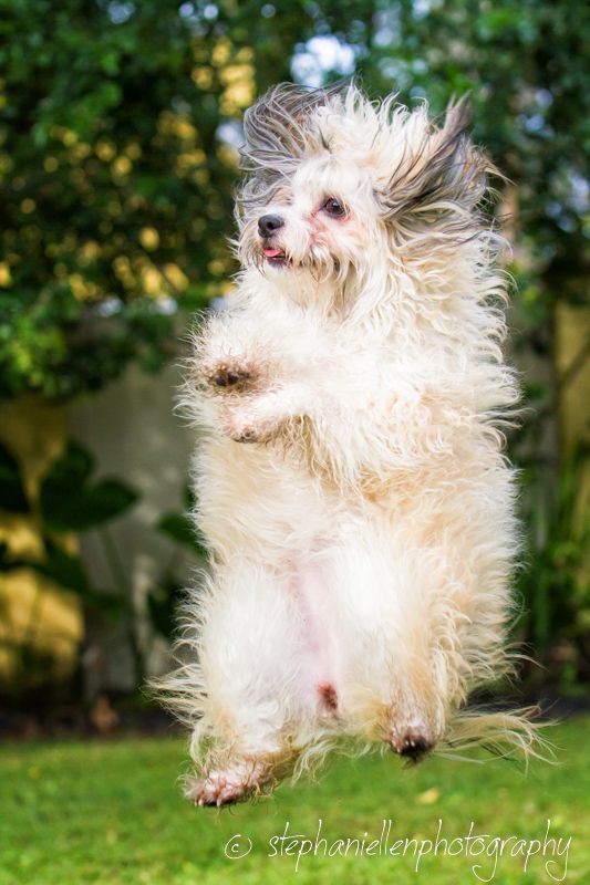 Fluffy white dog jumping mid-air in a garden.