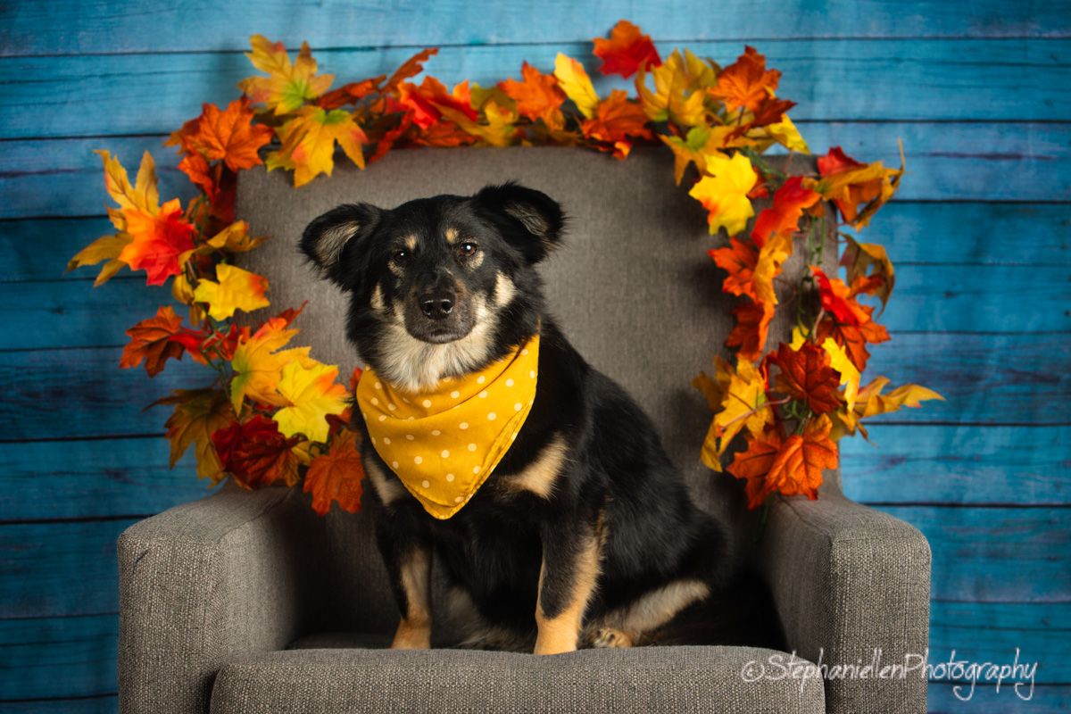 A small black and tan dog wearing a yellow bandana sits on a gray chair surrounded by colorful autumn leaves.