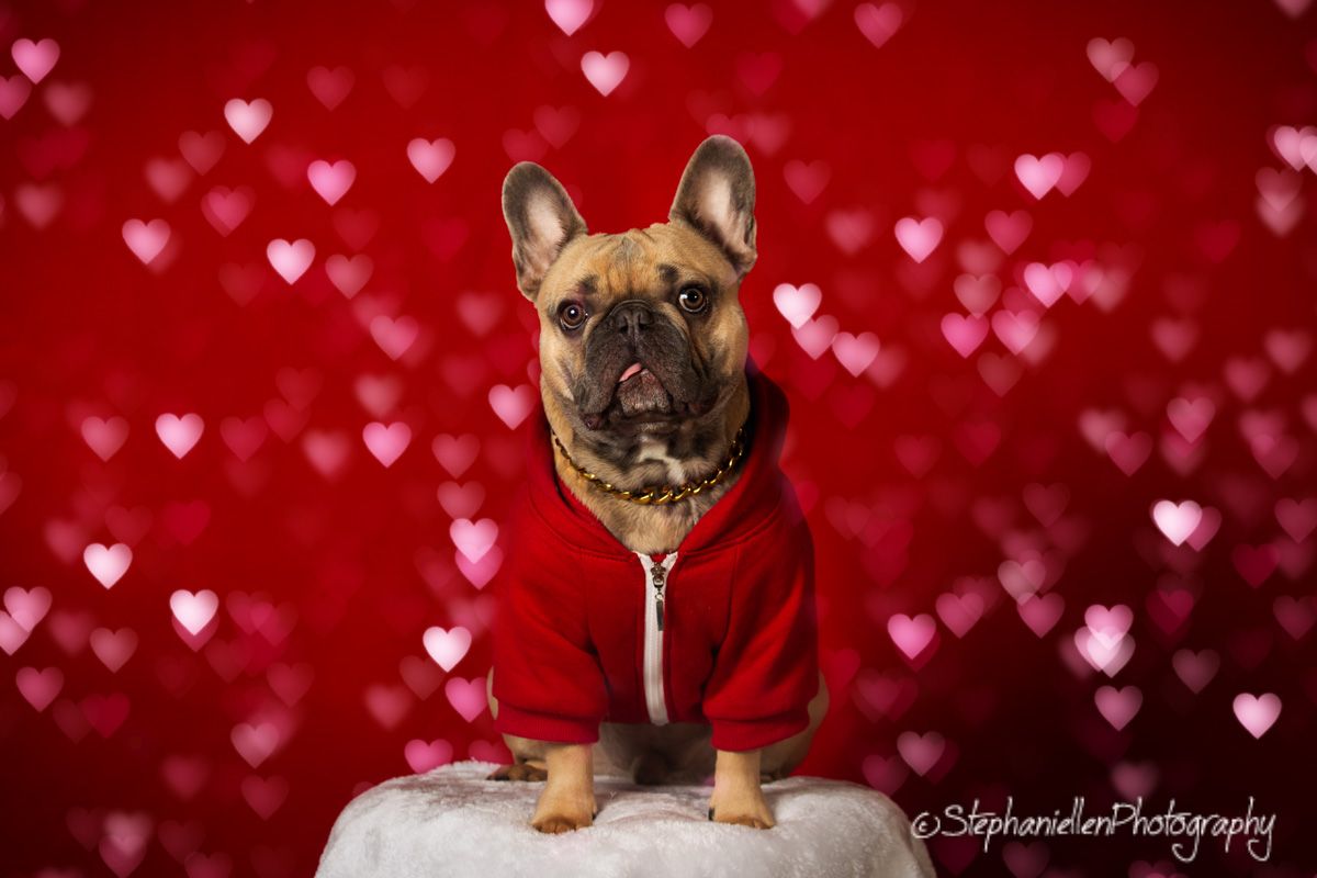 French Bulldog in red hoodie poses on Valentine's Day backdrop with pink hearts.