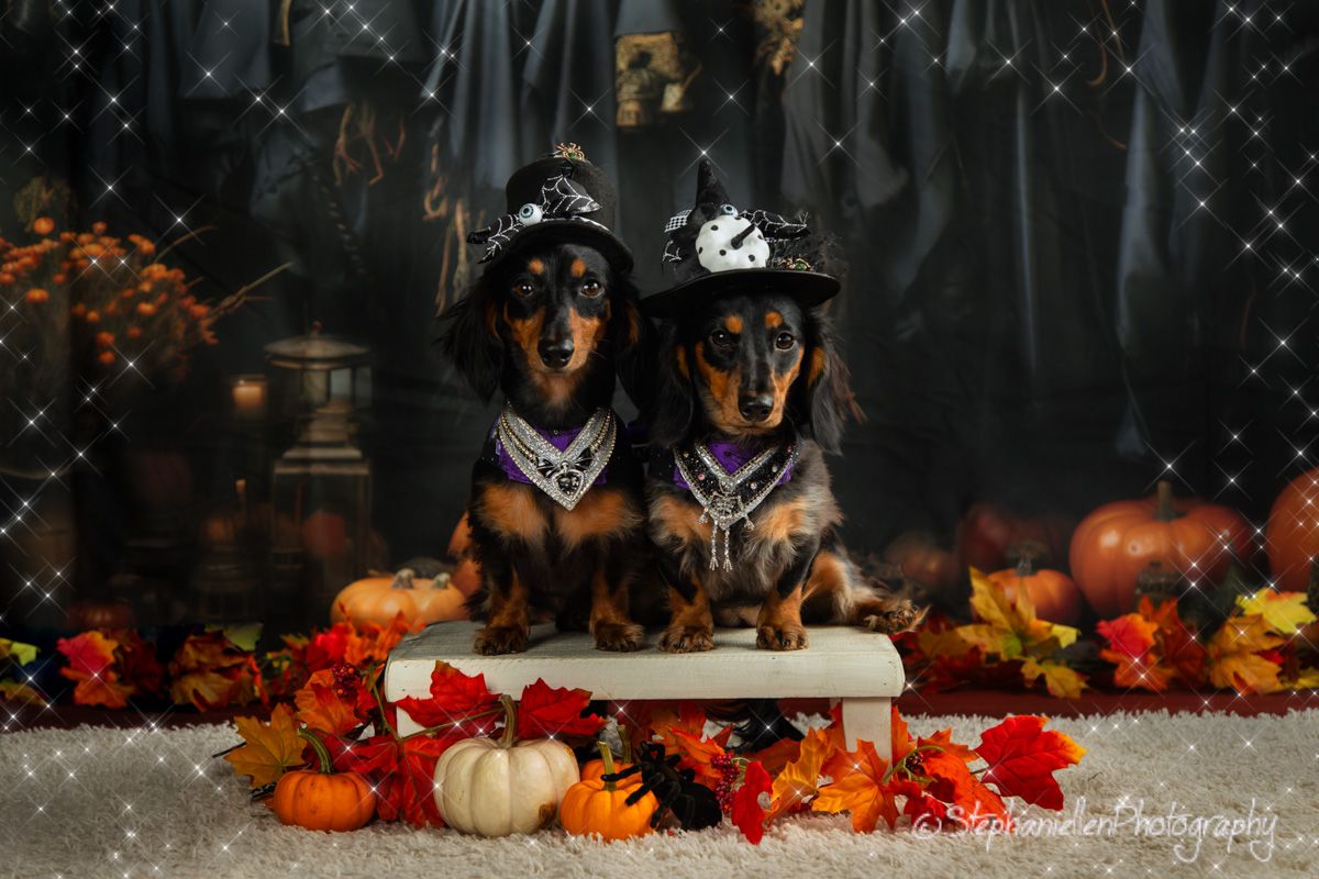 Two dachshund dogs wearing witch hats with Halloween pumpkins and autumn leaves decoration.