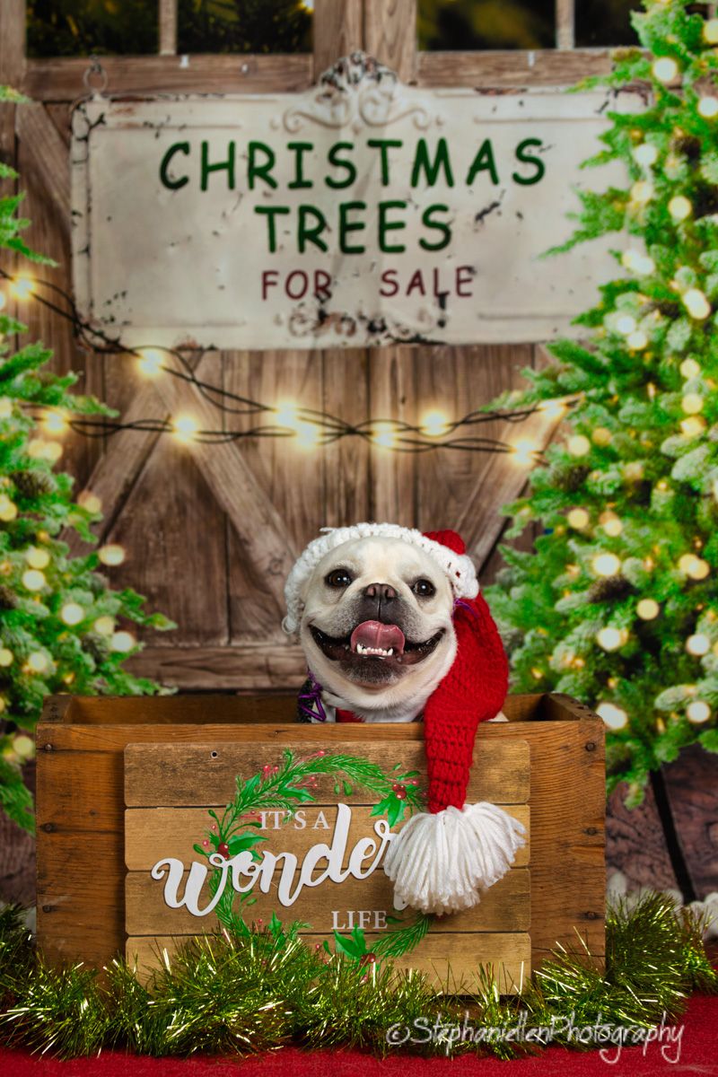 A smiling white pug wearing a Santa hat sits in a wooden crate surrounded by Christmas trees and festive lights.