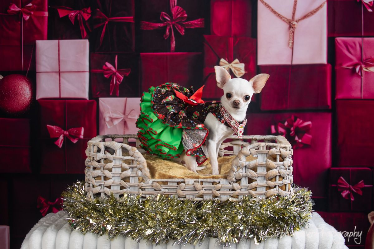 A tiny Chihuahua wearing a bow sits in a white basket surrounded by wrapped Christmas gifts backdrop.