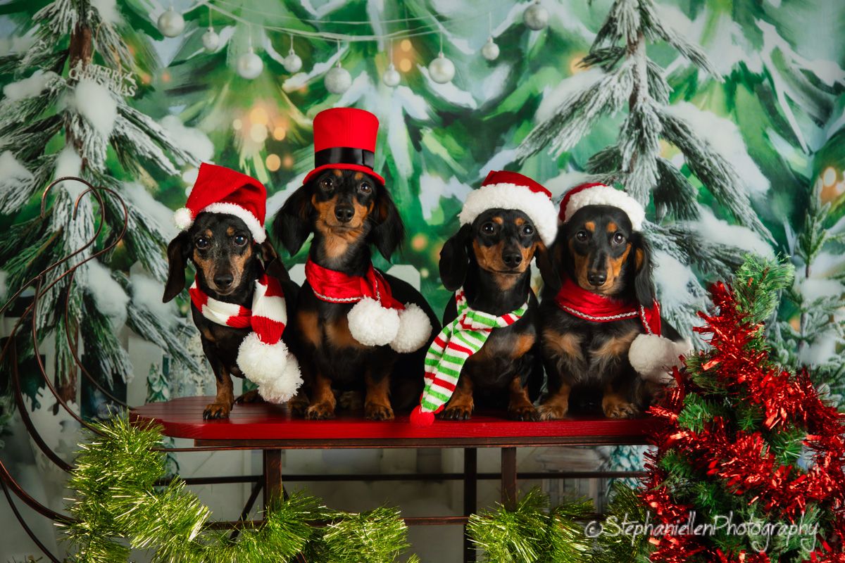 Four dachshunds in Santa hats and scarves pose on red bench with tinsel.