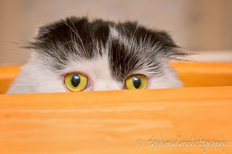 Curious gray and white cat with bright yellow eyes peeking over edge of orange surface.