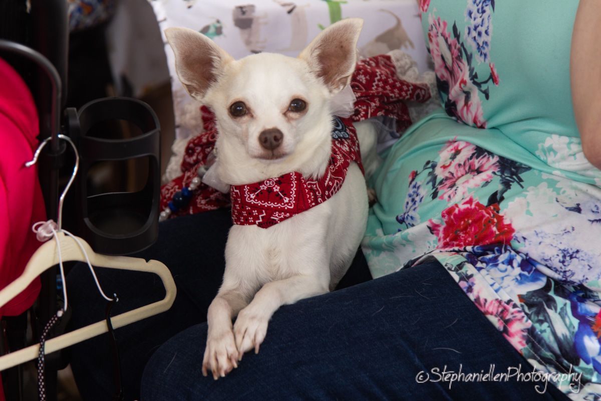 A white Chihuahua dog wearing a red bandana sits on a person's lap at an event.