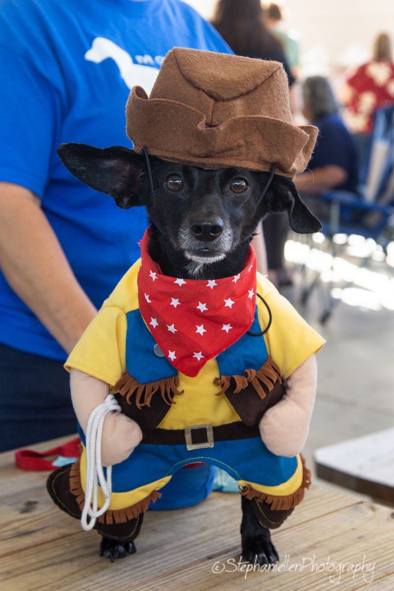 A small black dog dressed in a cowboy costume with hat, bandana, and chaps sits on a wooden table at an outdoor event.