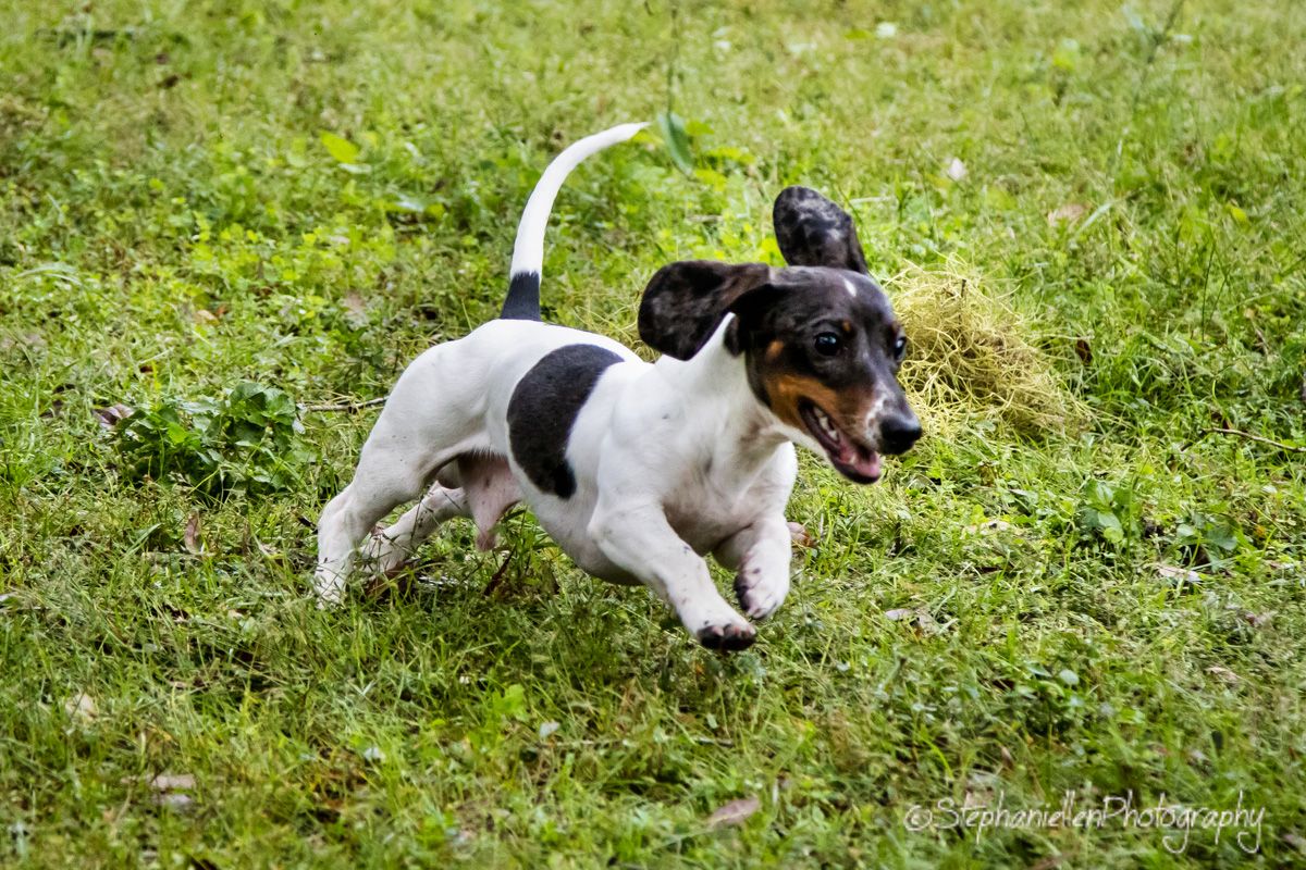 A playful Jack Russell Terrier puppy runs energetically through a lush green grass field outdoors.