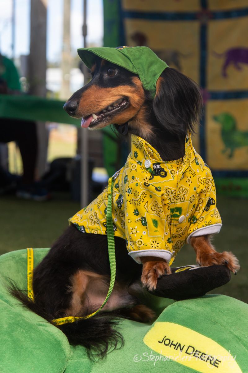 A dachshund dressed in a yellow John Deere shirt and green cap sits on a green cushion at an outdoor event.