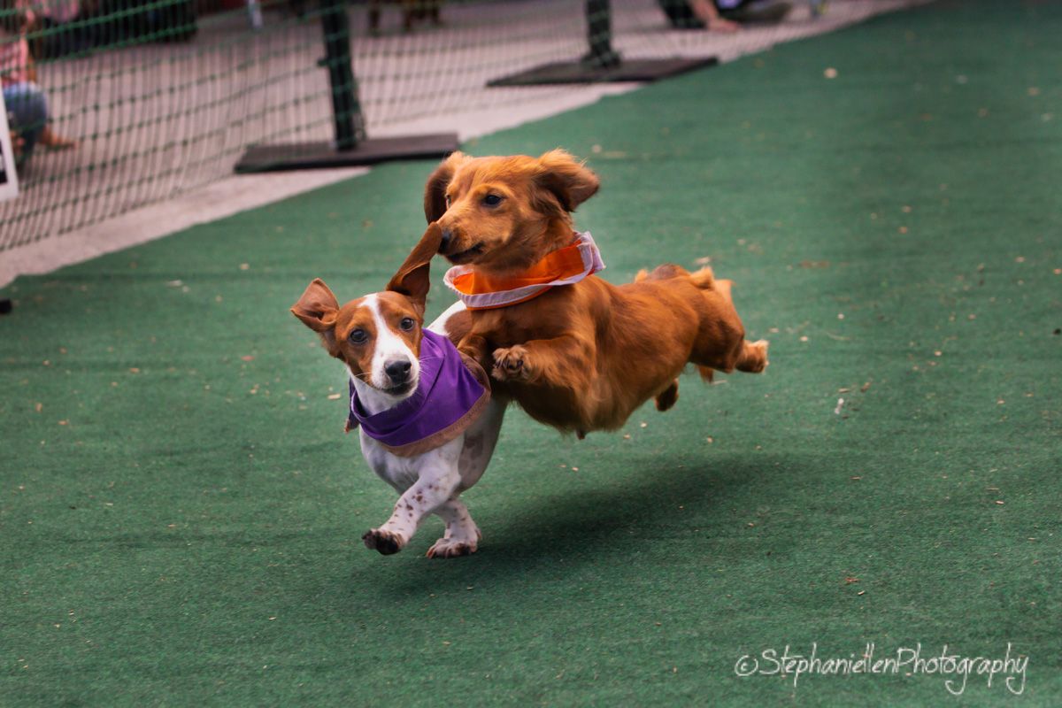 Two small dogs leap and play on green turf, a golden dachshund jumps over a beagle wearing a purple harness.