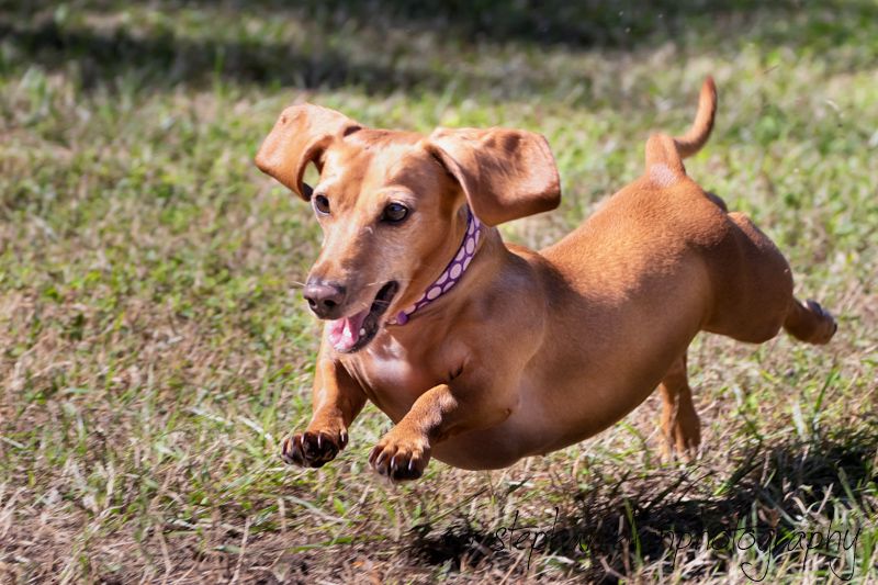 A brown Dachshund dog running joyfully through green grass wearing a pink collar.
