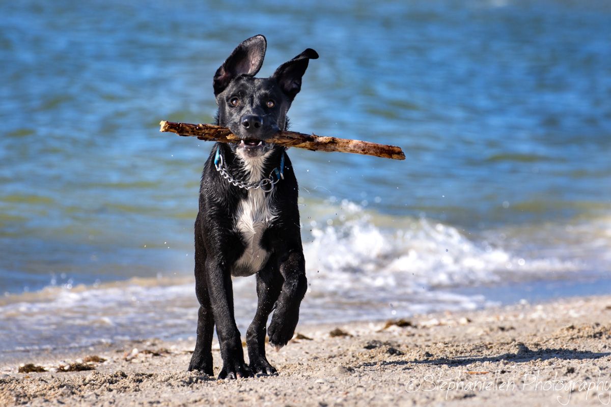 Black puppy carries a stick while running on a sunny beach.