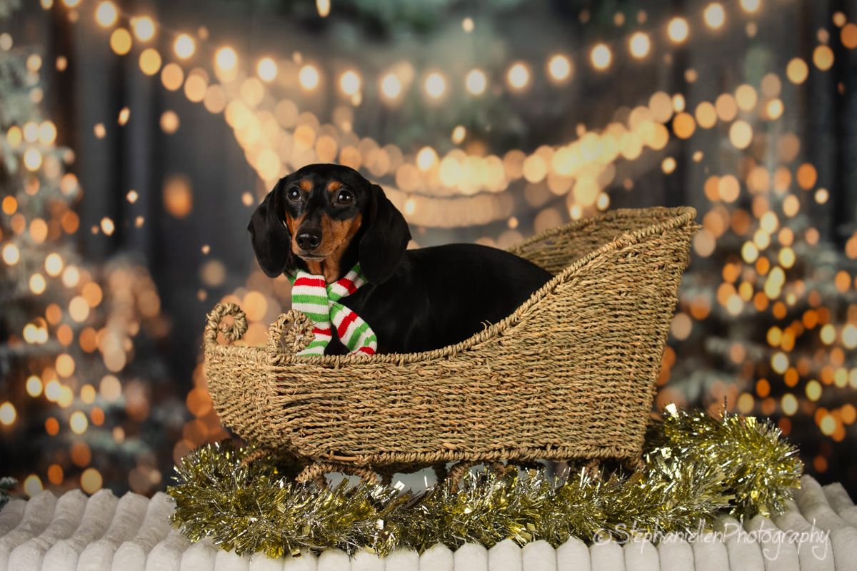 Dachshund dog in a striped scarf sitting in a wicker sleigh with holiday tinsel decor.