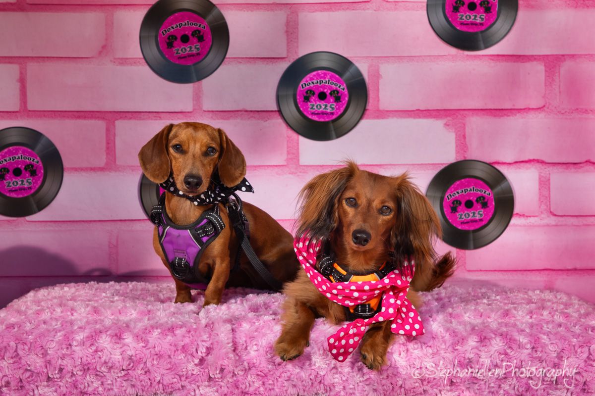 Two dachshunds in pink polka dot bandanas pose on a pink fluffy surface with vinyl record decorations on a pink brick wall.
