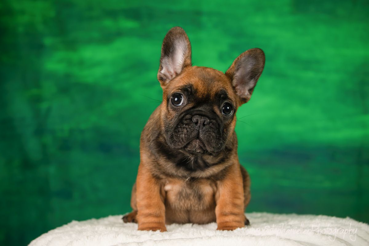 An adorable brown French Bulldog puppy sits on a white fluffy surface against a green painted backdrop.
