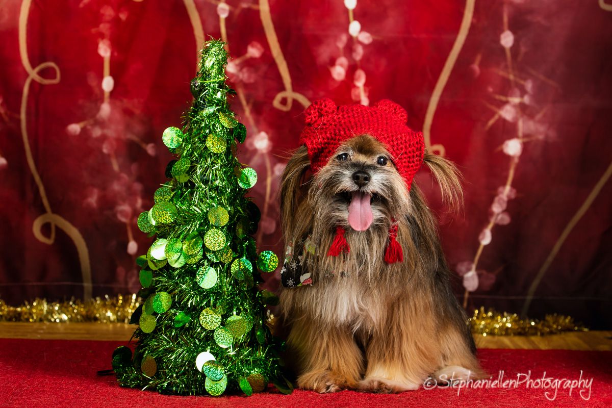 Small long-haired dog in red crochet hat poses beside glittery green Christmas tree.
