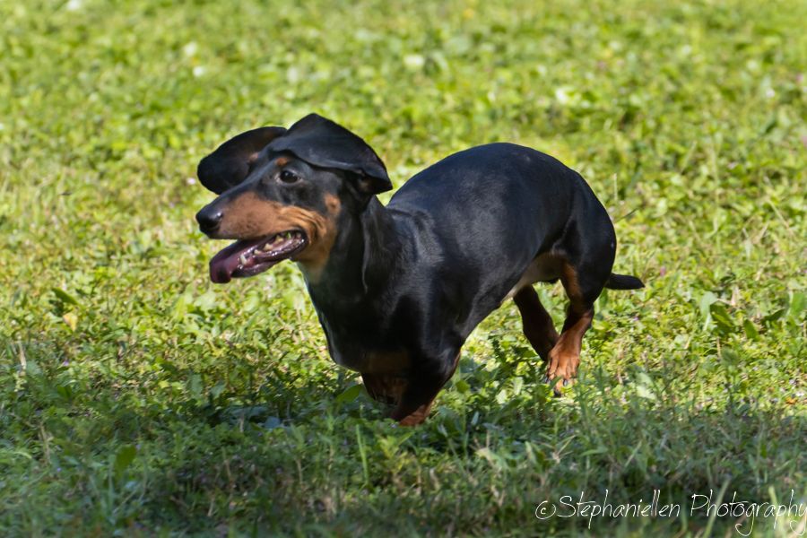 A black and tan dachshund wearing a hat runs playfully through green grass outdoors.