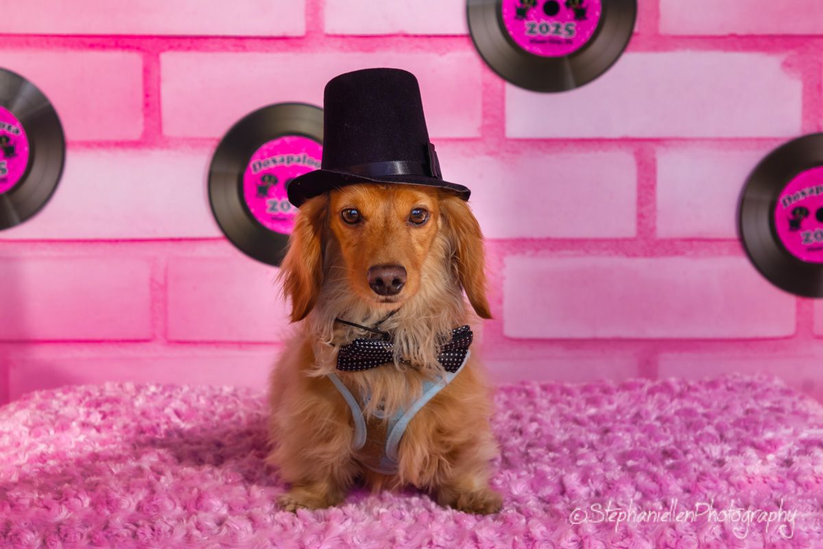A golden dachshund wearing a black top hat and bow tie poses on pink carpet with vinyl records on a pink brick wall.