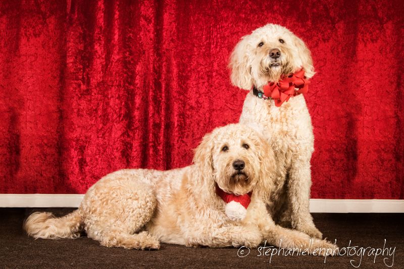 Two fluffy Goldendoodles wearing red bow ties pose together on a red velvet backdrop.