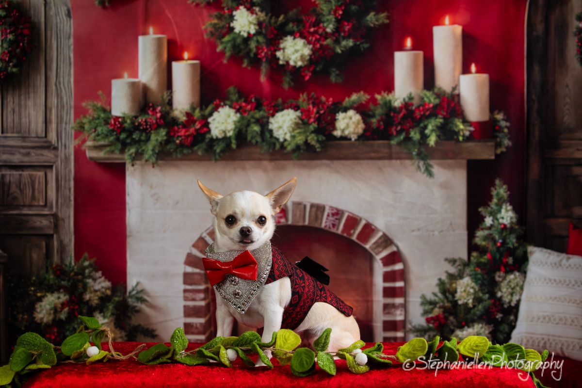 Chihuahua in festive red outfit poses before decorated Christmas fireplace with candles and garland.