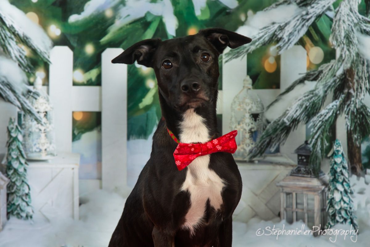Black dog with white chest wears red bow tie in snowy Christmas tree photo backdrop.