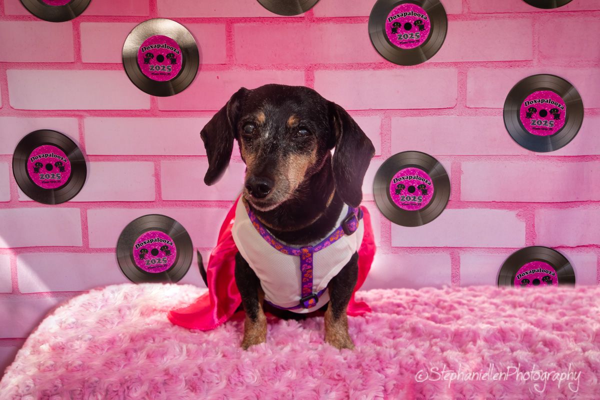 A dachshund dog wearing a pink outfit sits on a pink fluffy surface against a pink wall with vinyl record decorations.