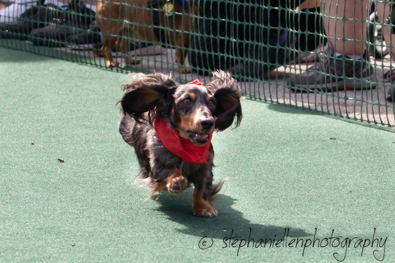 A long-haired Dachshund wearing a red bandana runs energetically on a green turf field during an outdoor event.