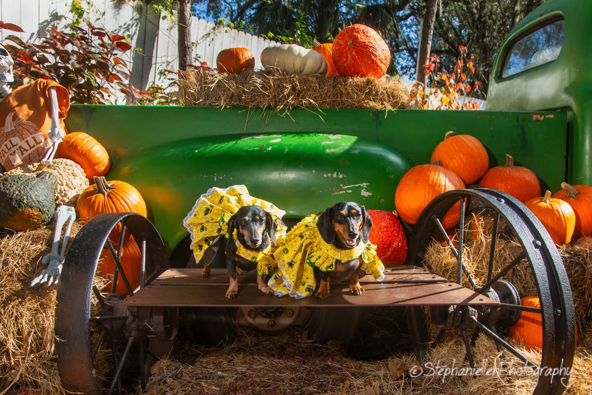Two dachshunds in yellow outfits pose on green vintage truck with orange pumpkins at Keel Farms Plant City Florida.