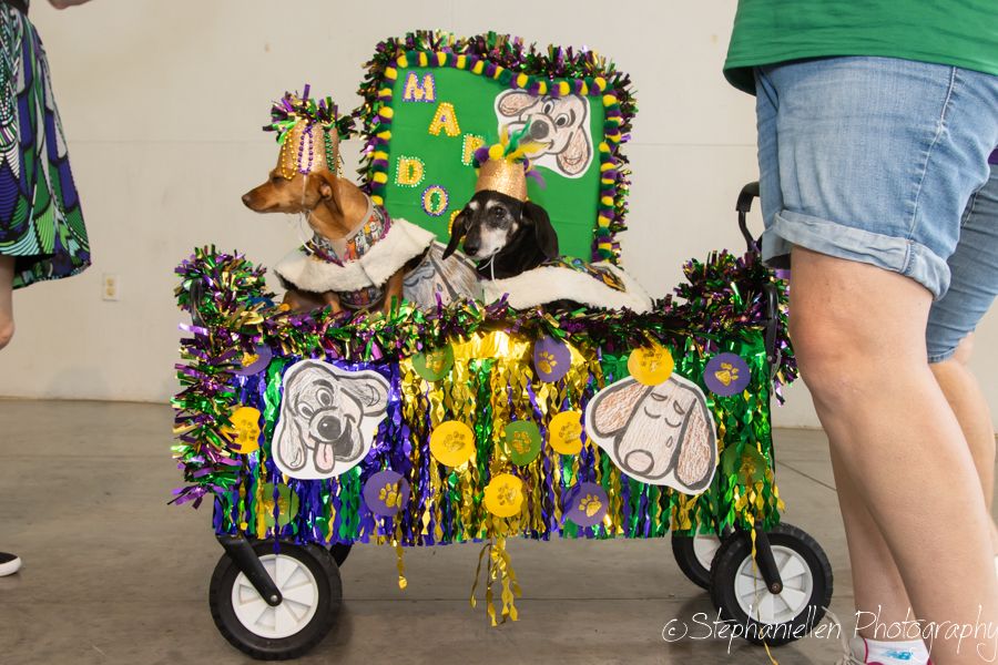Two dogs in a festive Mardi Gras decorated wagon with colorful tinsel and beads at a pet parade event.