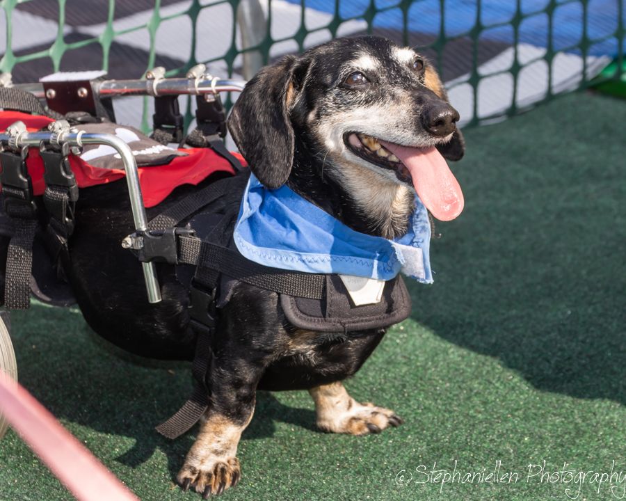 A dachshund dog in a wheelchair mobility cart wearing a blue bandana with tongue out on turf.