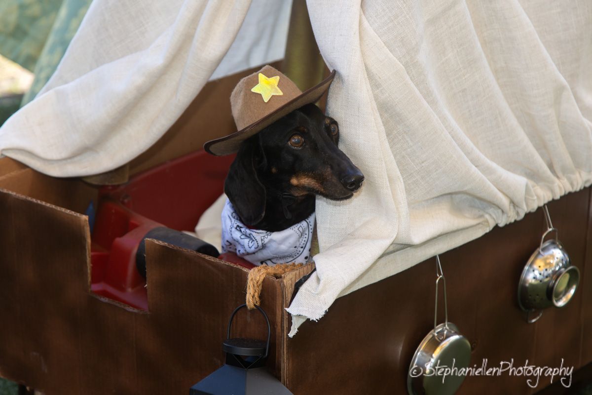 A small dachshund dog dressed as a cowboy with a sheriff star hat and bandana.