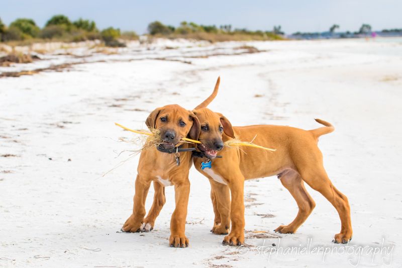 Two Rhodesian Ridgeback puppies playing tug with a stick on a sandy white beach shoreline.