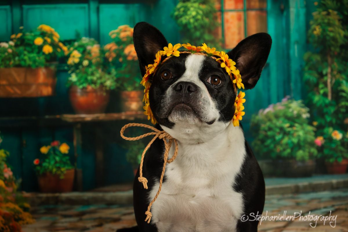 Black and white Boston Terrier wearing a yellow flower crown posed against a colorful garden backdrop.