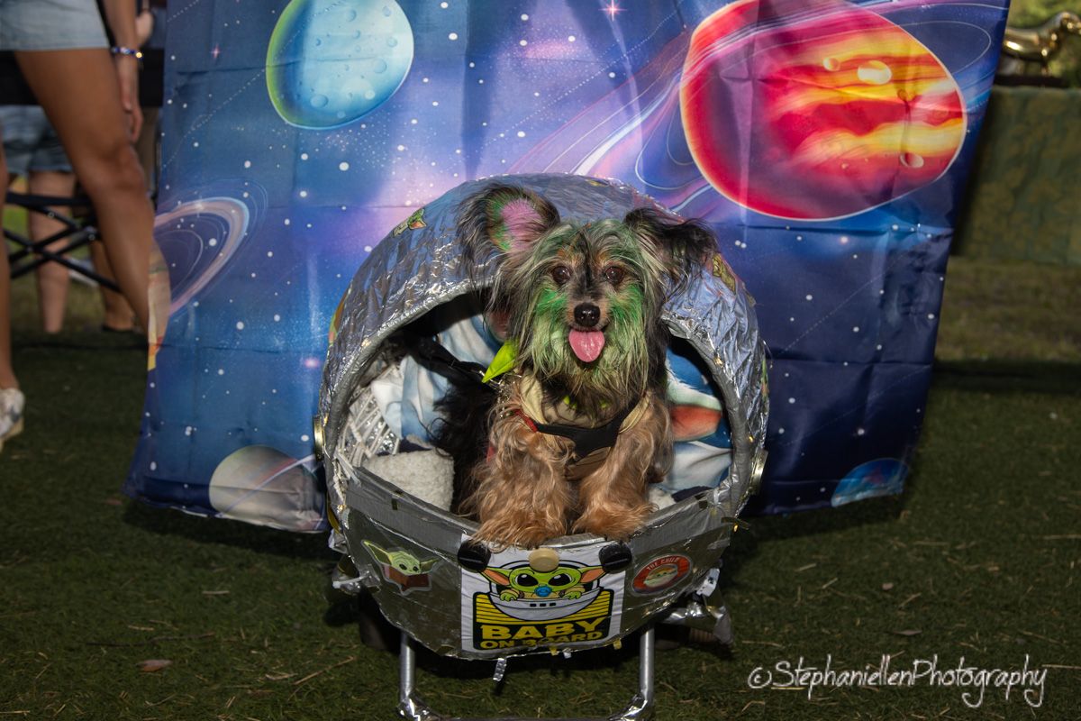 A fluffy dog dressed in a space astronaut costume sits in a rocket ship prop against a colorful galaxy backdrop.