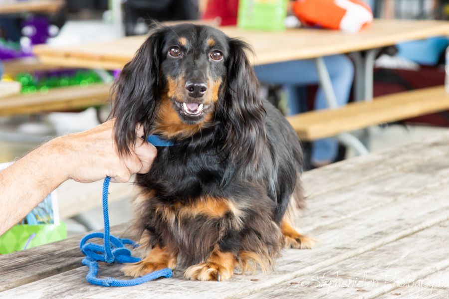 Long-haired black and tan Dachshund on a wooden table with a blue leash at an outdoor event.