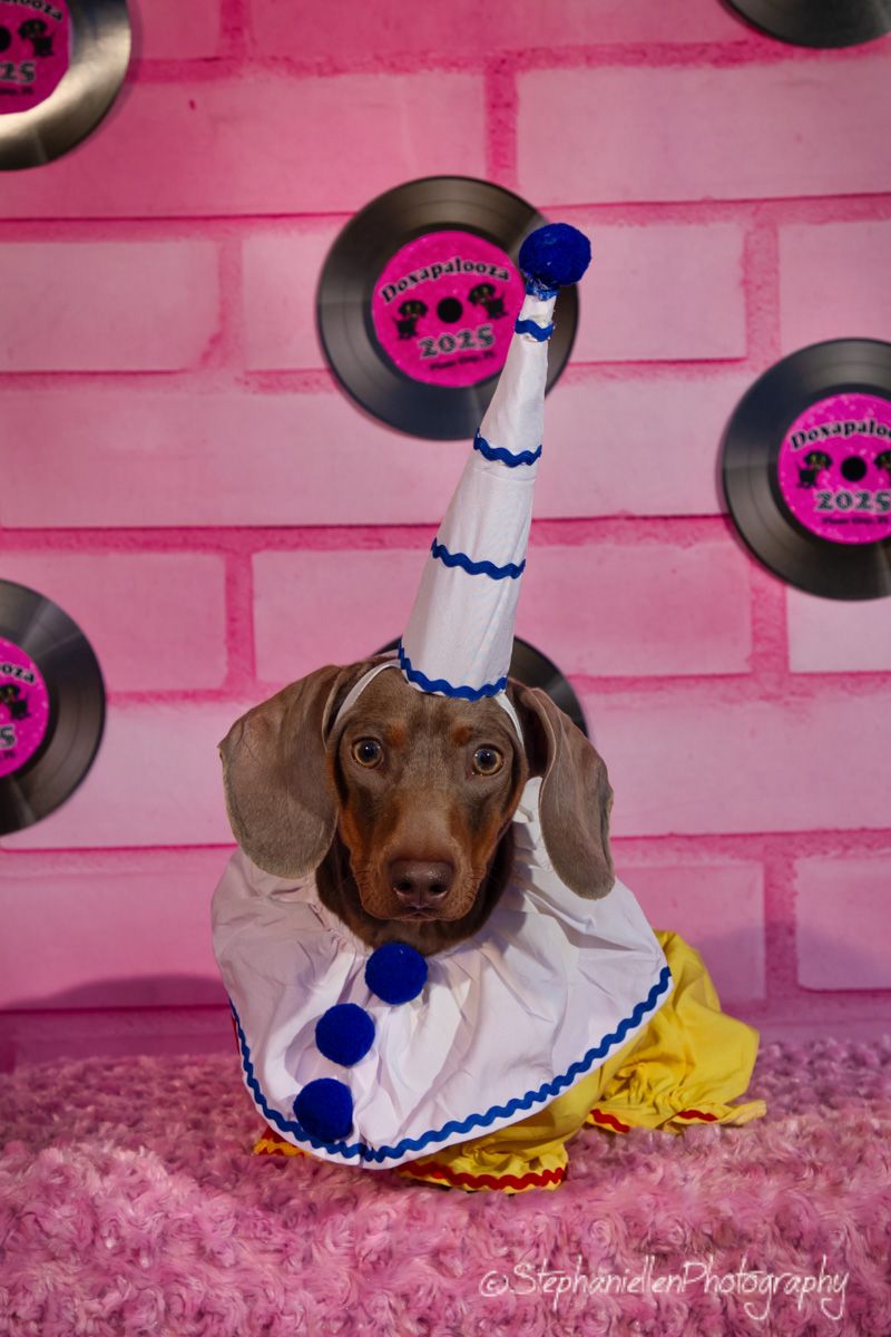 A Weimaraner dog dressed as a clown with a tall white hat and yellow skirt poses in a pink studio setting.
