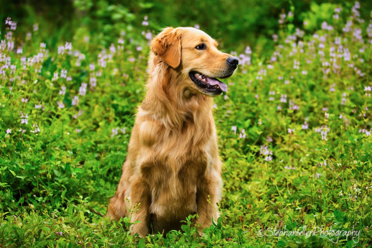 Golden Retriever dog sitting upright in a lush green field with purple wildflowers blooming in the background.
