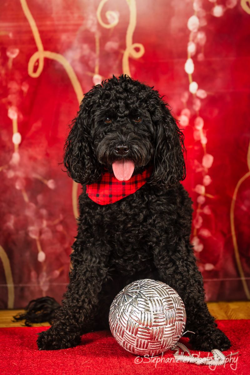 Black poodle wearing red bandana sits with silver ornament ball on red background for Christmas photo.
