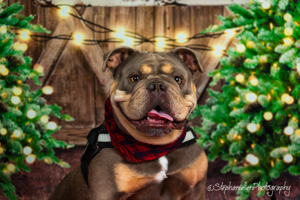 A brown pit bull wearing a red plaid scarf poses happily among lit Christmas trees with a wooden barn backdrop.