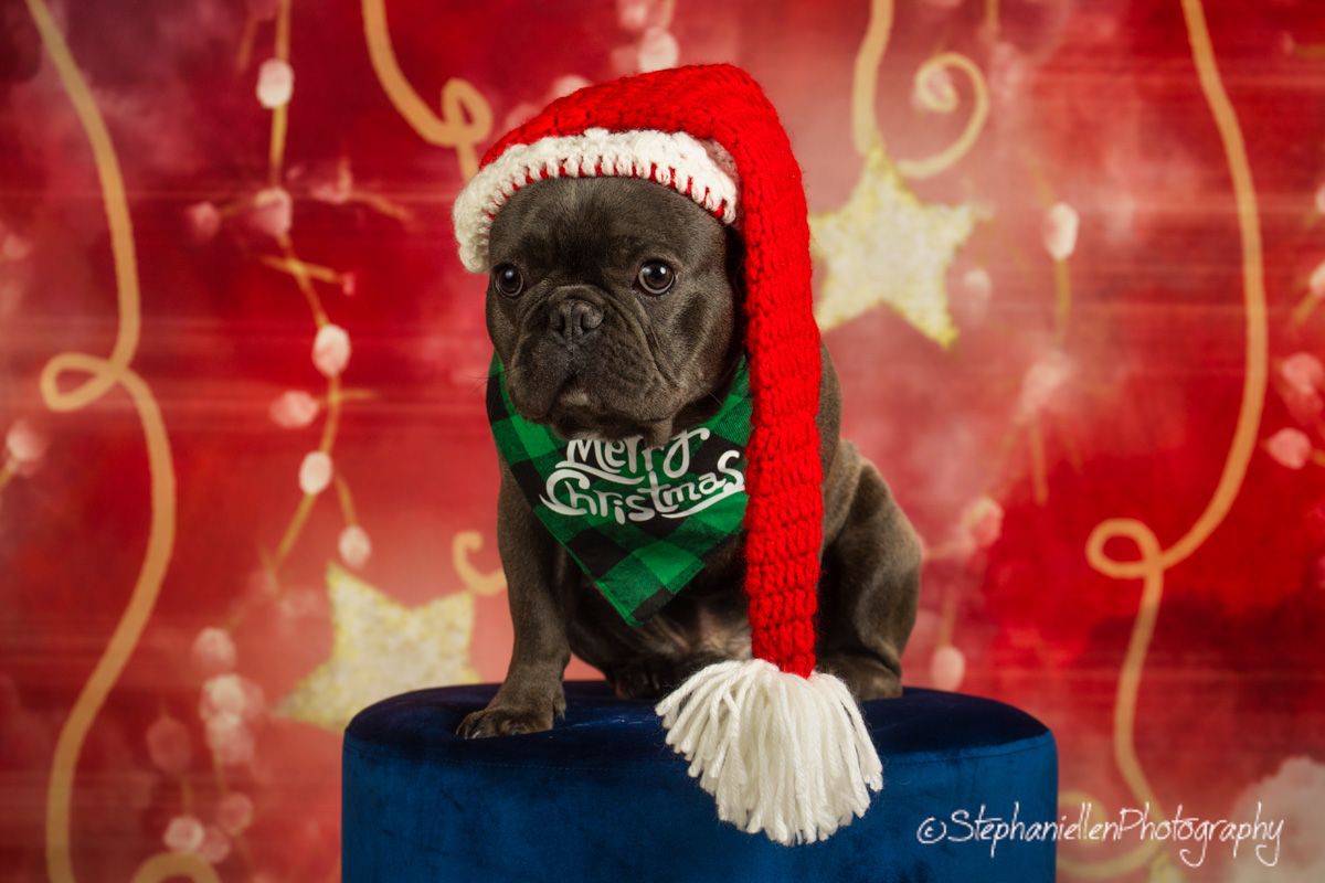 French Bulldog puppy in Santa hat and Merry Christmas scarf on red backdrop.