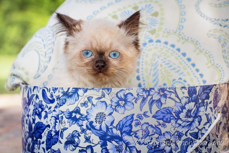 Blue-eyed Ragdoll kitten peeking out of a floral blue and white basket.