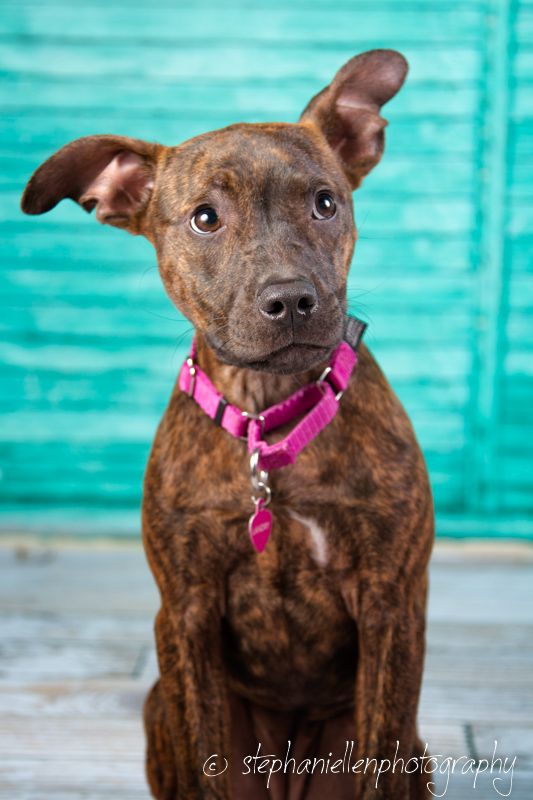 Brindle puppy with pink collar sitting against teal background.
