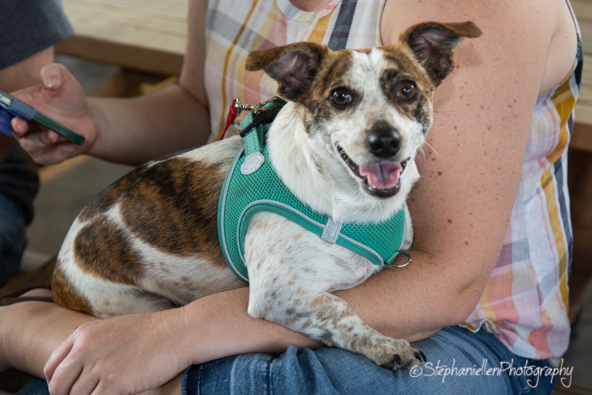 A happy brown and white dog wearing a green harness sits contentedly on a person's lap indoors.