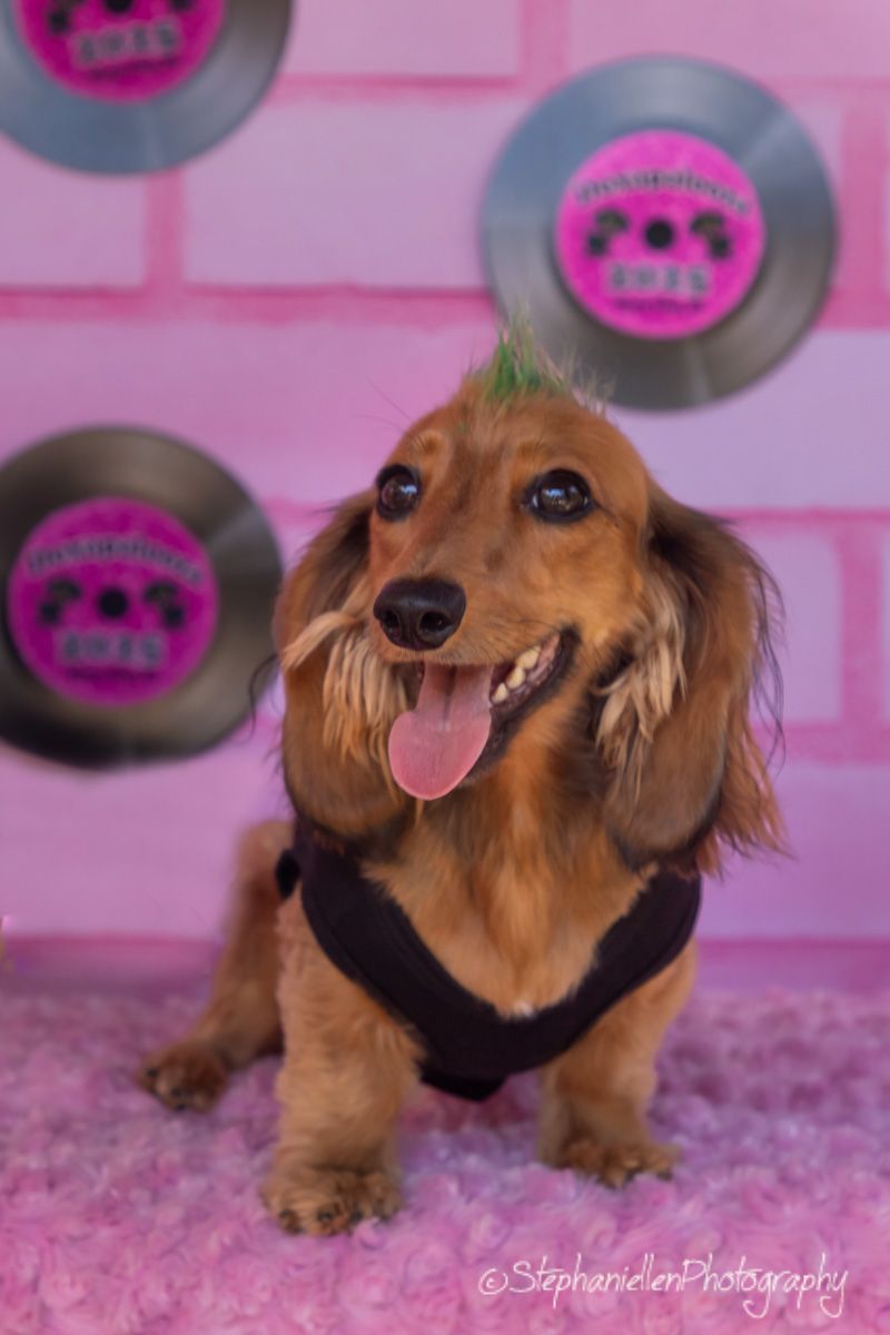 A happy long-haired dachshund with a green mohawk sits on pink carpet before a pink vinyl record backdrop.