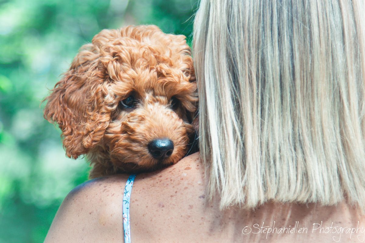 A curly golden Doodle puppy peeks over a blonde womans shoulder in a soft outdoor portrait photo.