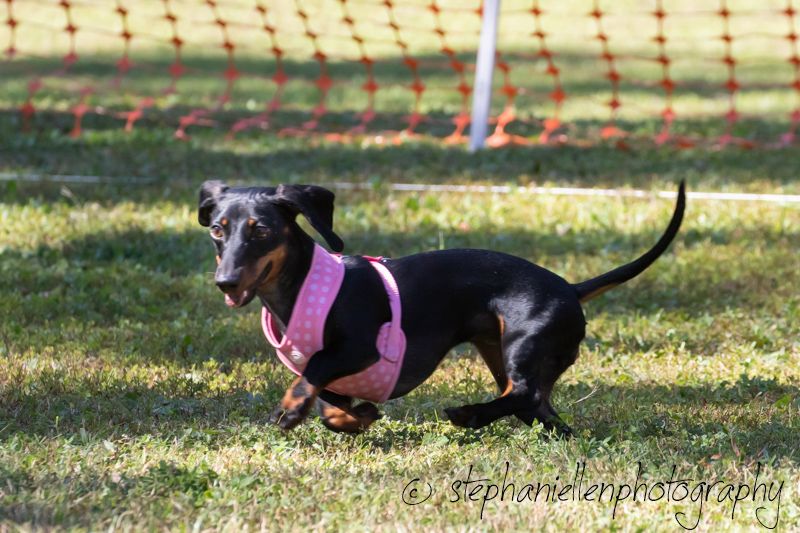 A black and tan dachshund wearing a pink harness runs across green grass at an outdoor dog racing event.