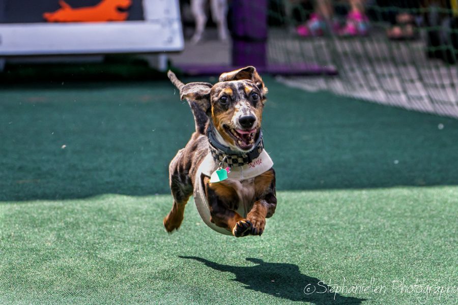 An energetic Dachshund leaps mid-air wearing a harness at an outdoor dog racing event.